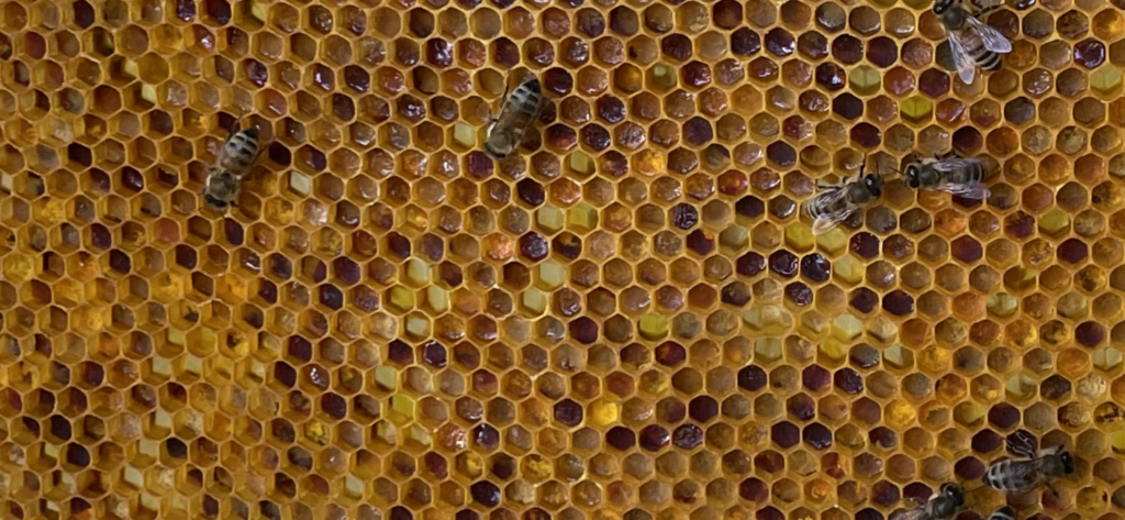 Pollenbrett
